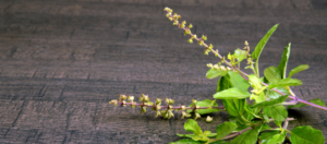 benefits of eating tulsi leaves daily